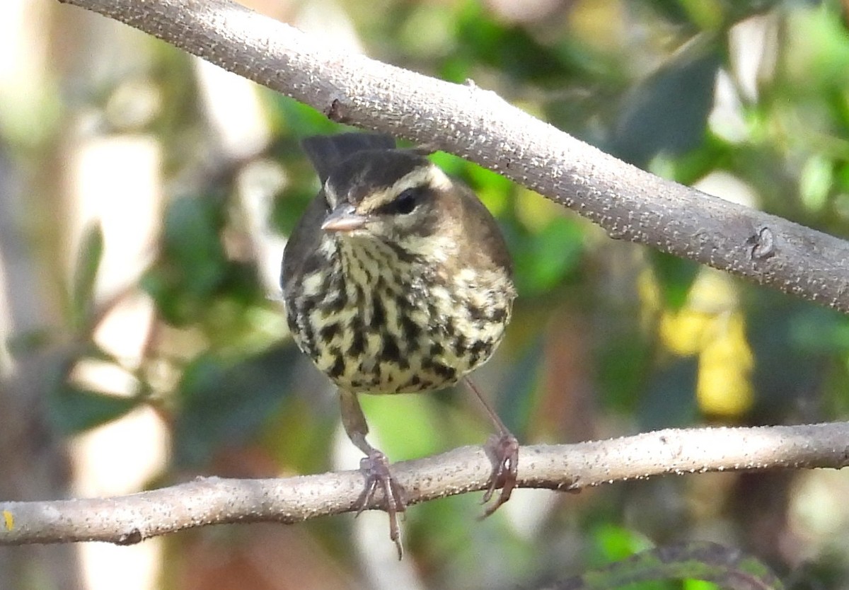 Northern Waterthrush - ML645893962