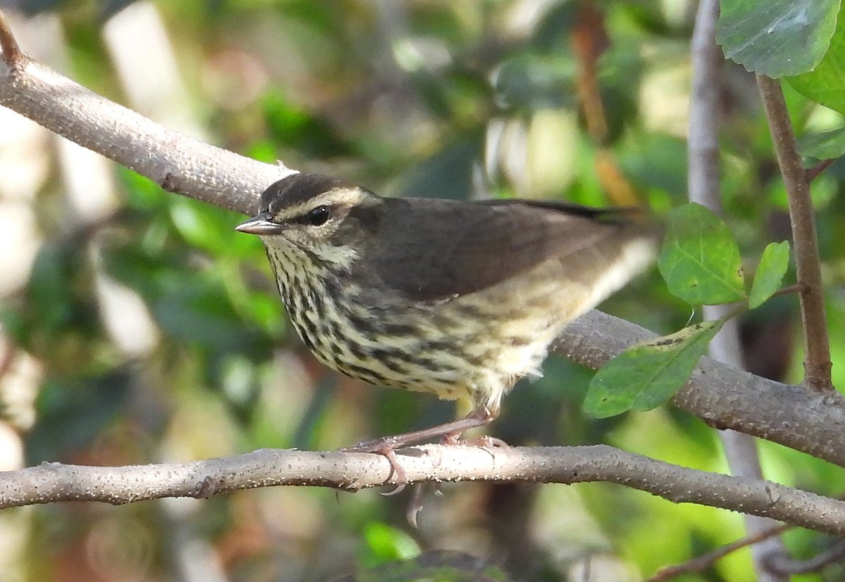 Northern Waterthrush - ML645893963