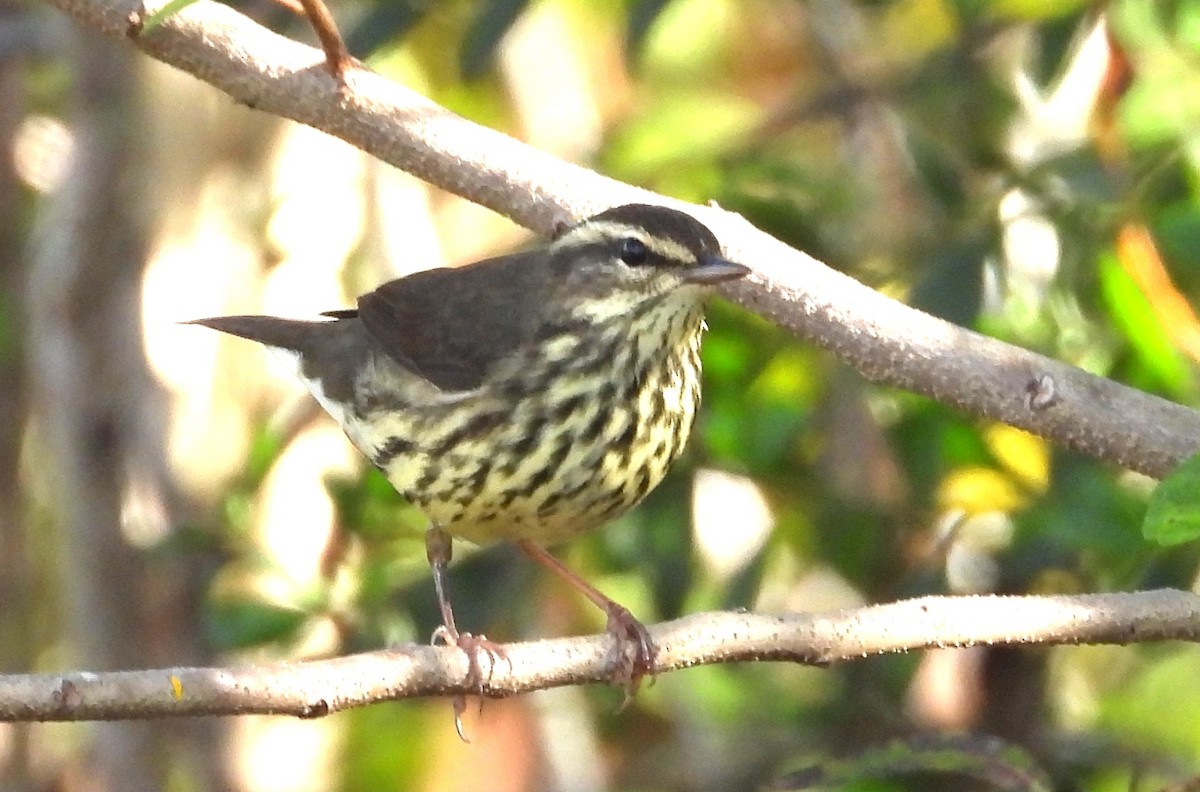 Northern Waterthrush - ML645893964