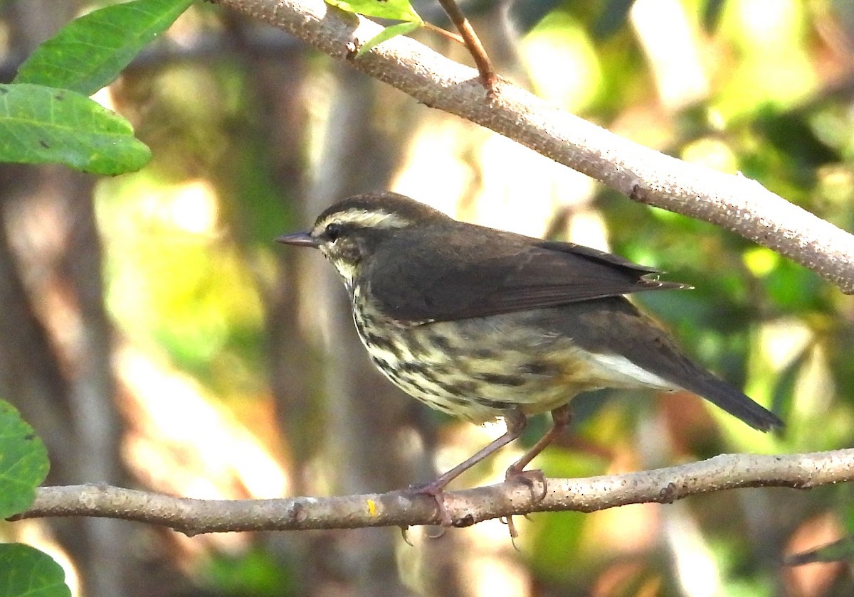Northern Waterthrush - ML645893965