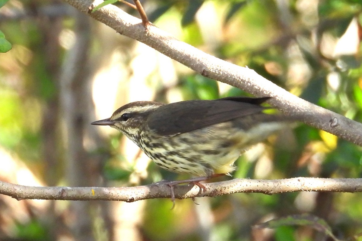 Northern Waterthrush - ML645893966