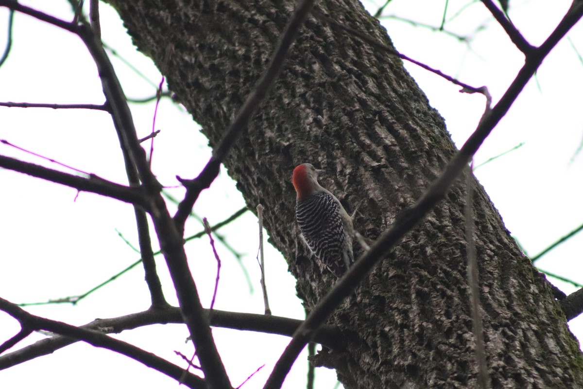 Red-bellied Woodpecker - ML645893972