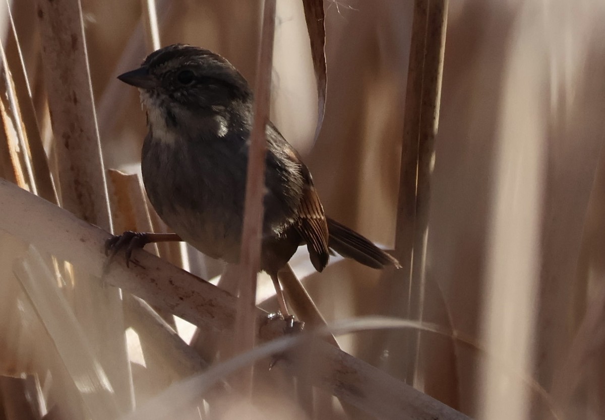 Swamp Sparrow - ML645893973