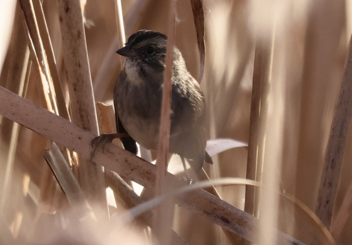 Swamp Sparrow - ML645893974