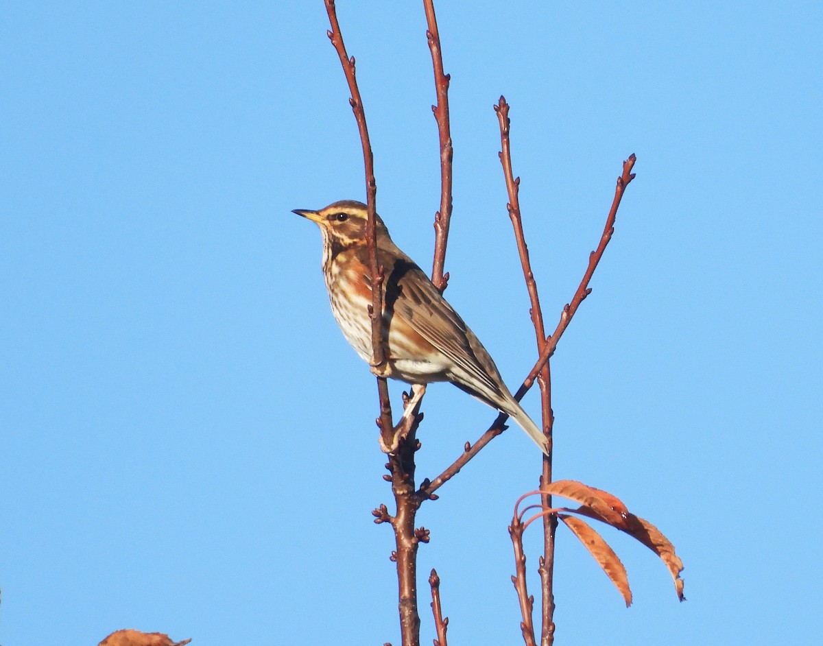 Цагаан хөмсөгт хөөндэй - ML645893978