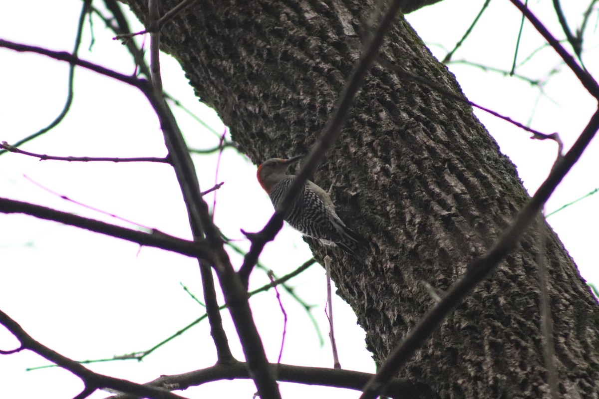 Red-bellied Woodpecker - ML645893986