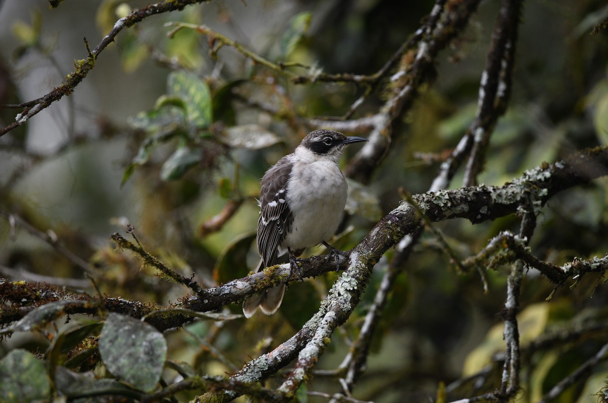 Galapagos Mockingbird - ML645893987