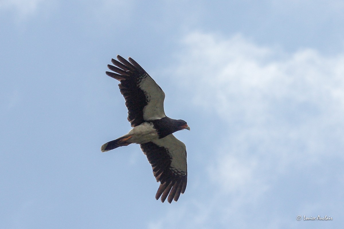 Mountain Caracara - ML645894000