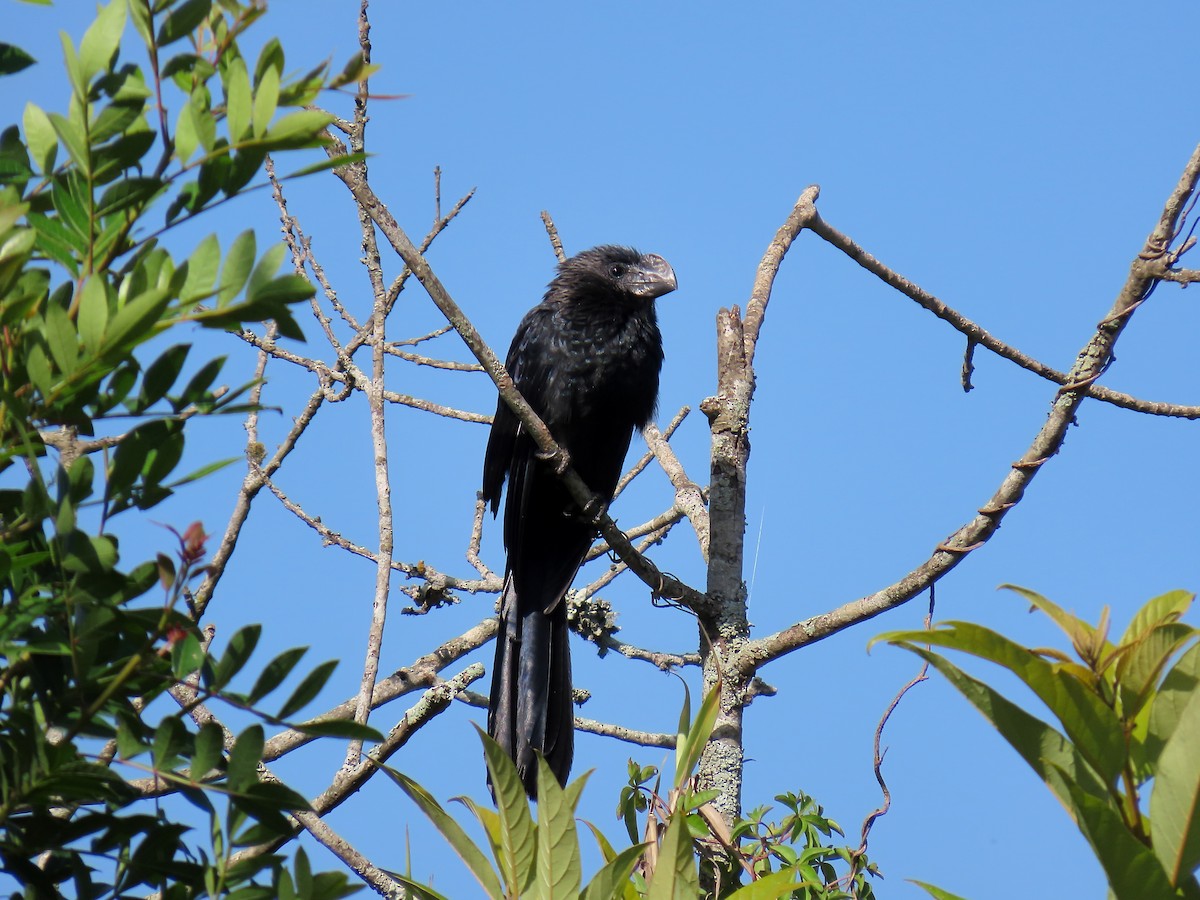 Ані товстодзьобий - ML645894001