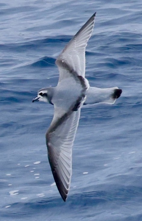 antarktishvalfugl - ML645894005