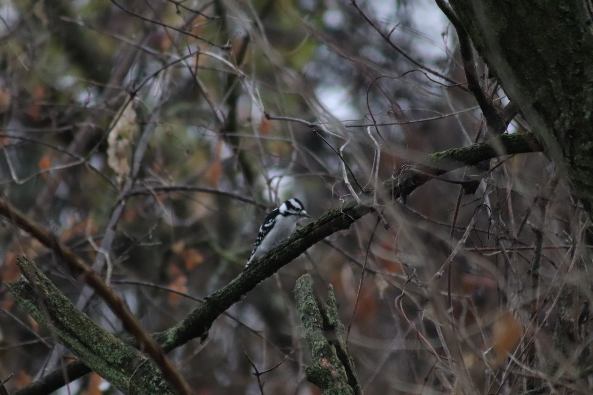 Downy Woodpecker - ML645894006