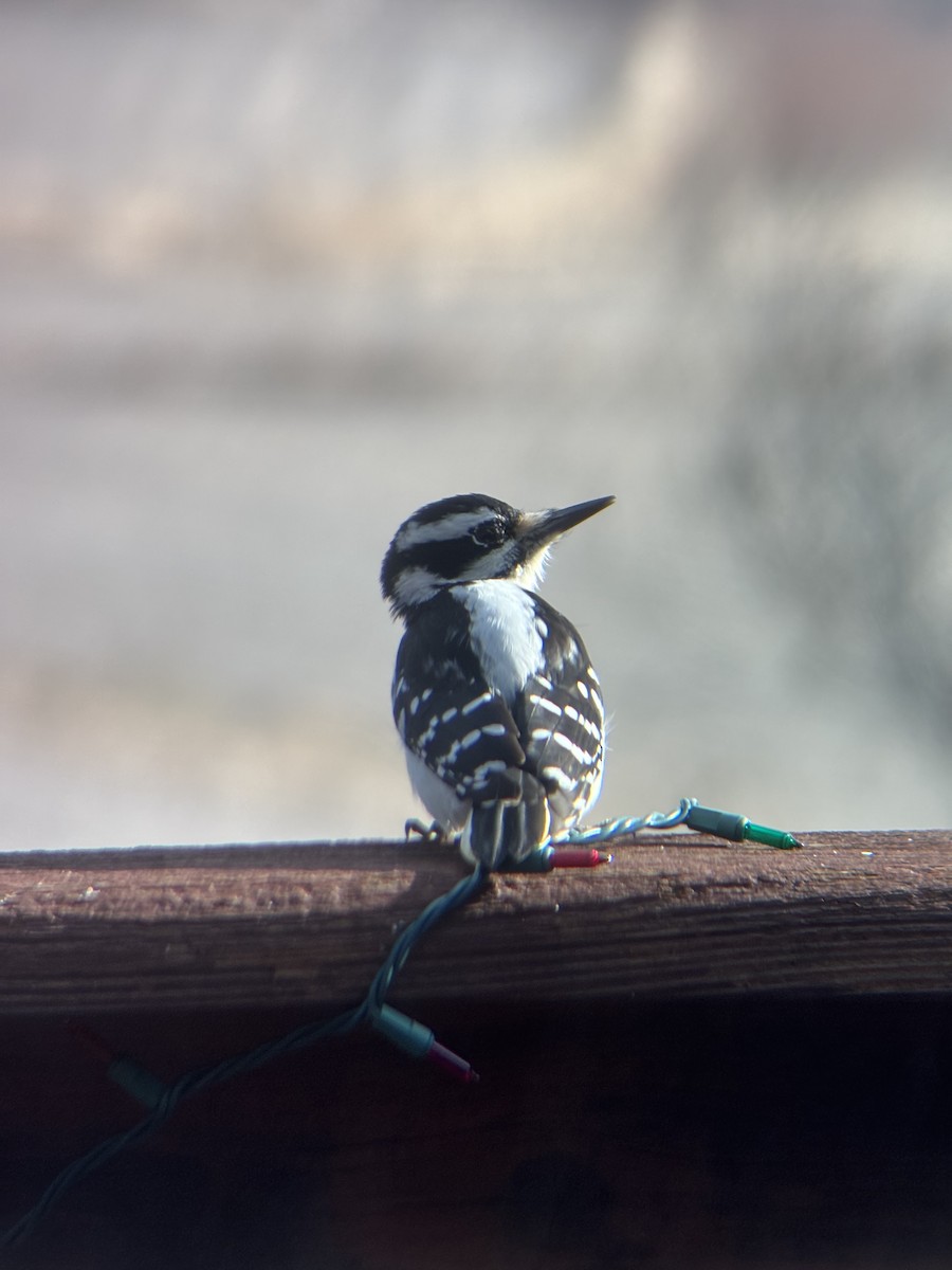 Hairy Woodpecker - ML645894013