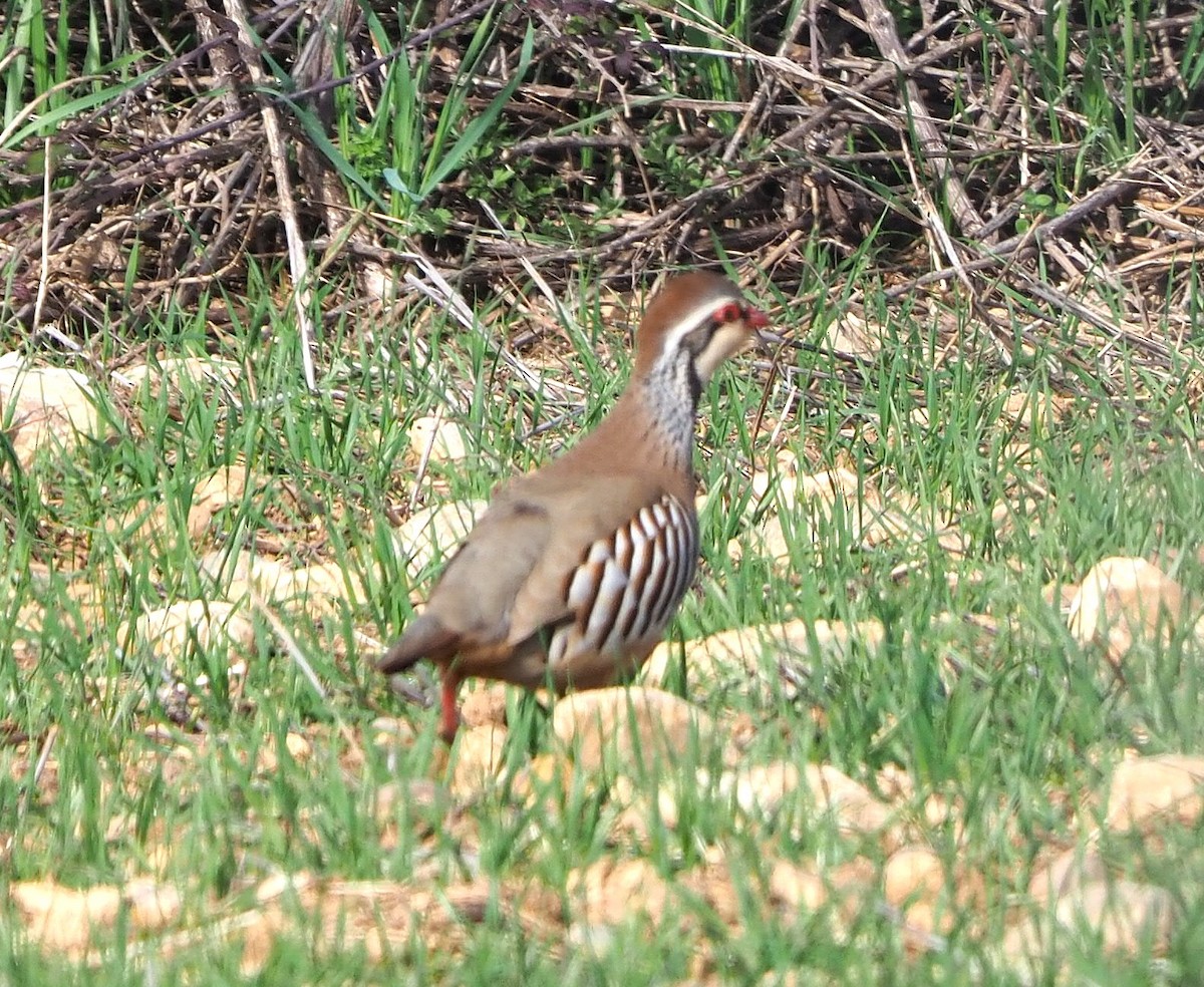 Red-legged Partridge - ML645894017