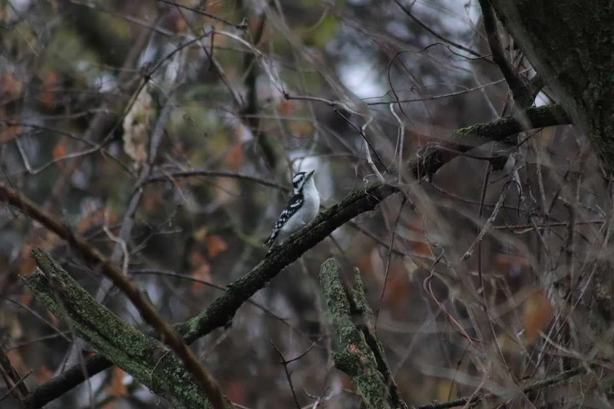 Downy Woodpecker - ML645894021