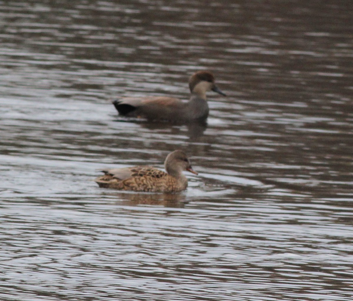 オカヨシガモ - ML645894024