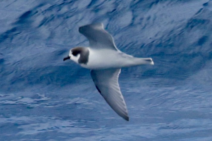 Blue Petrel - ML645894026