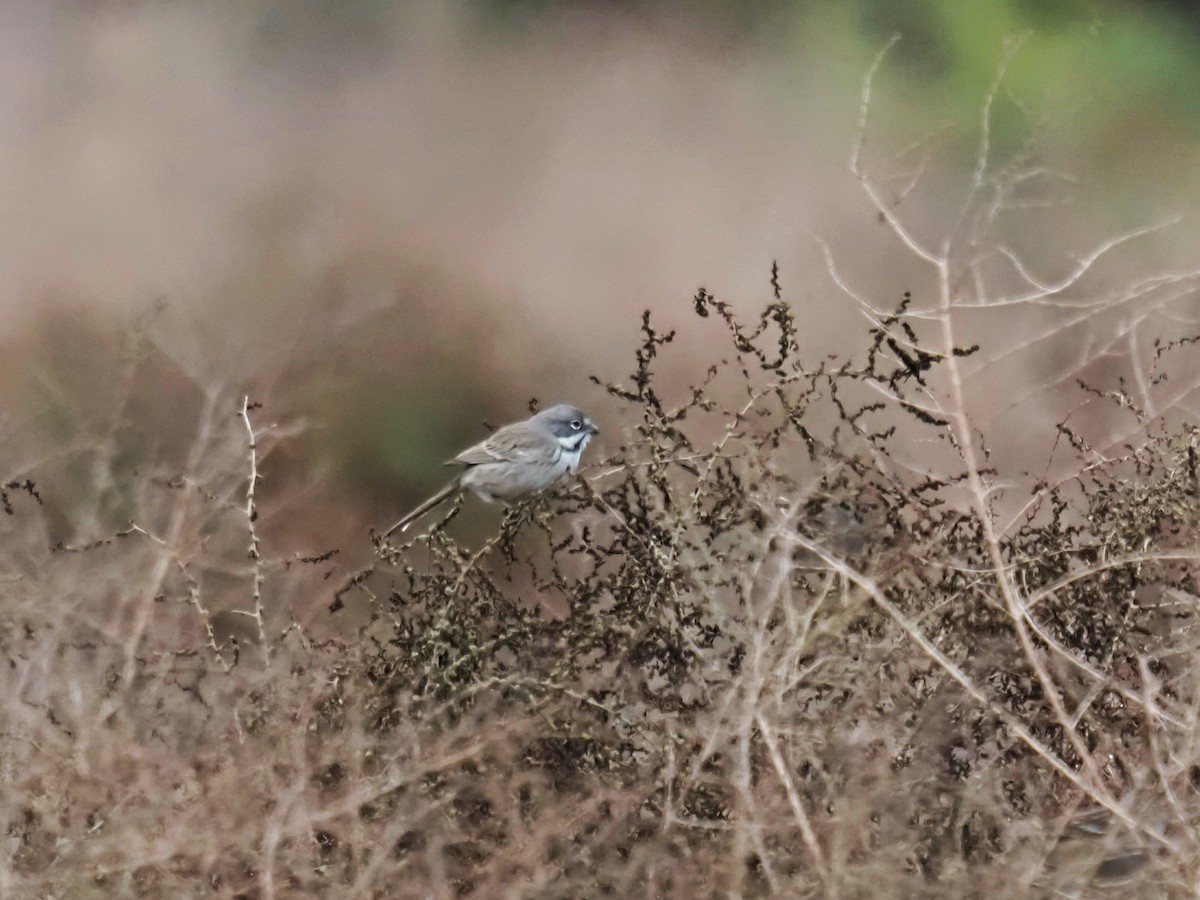 Chingolo de Bell - ML645894027