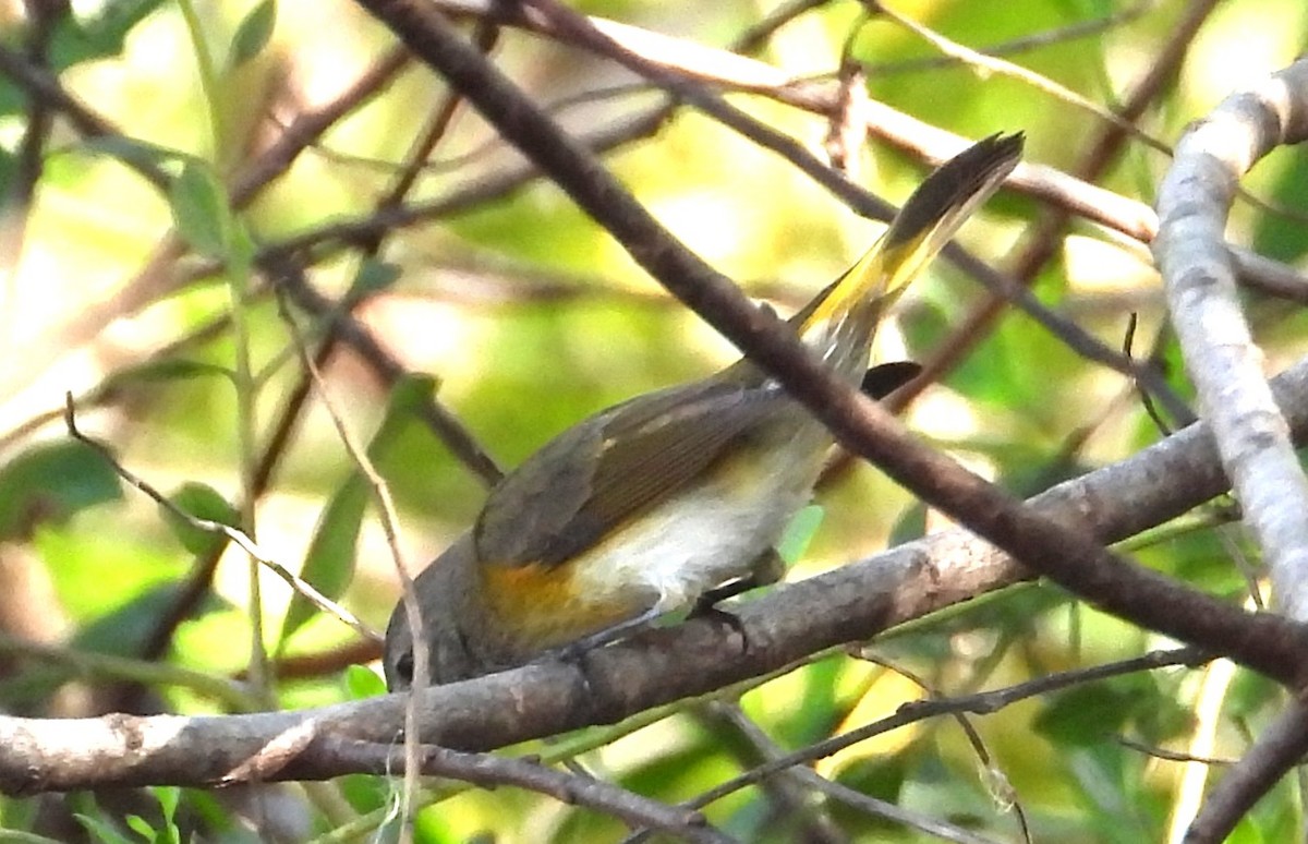 Горихвостковая древесница - ML645894031