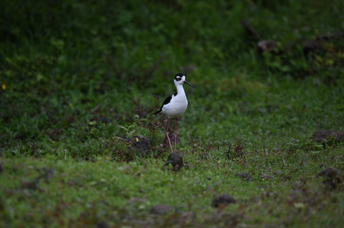 Black-necked Stilt (Black-necked) - ML645894033