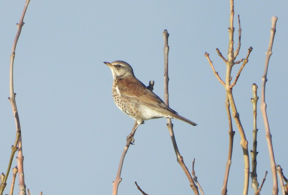 Дуулгат хөөндэй - ML645894034