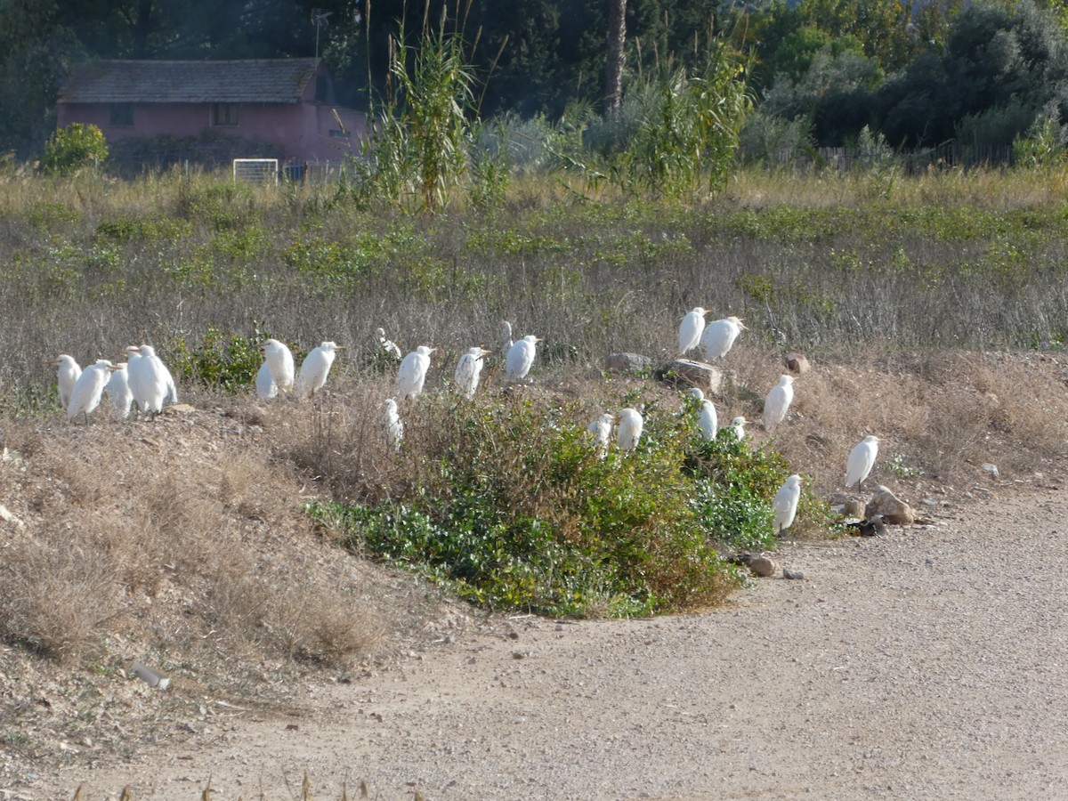 Western Cattle-Egret - ML645894042