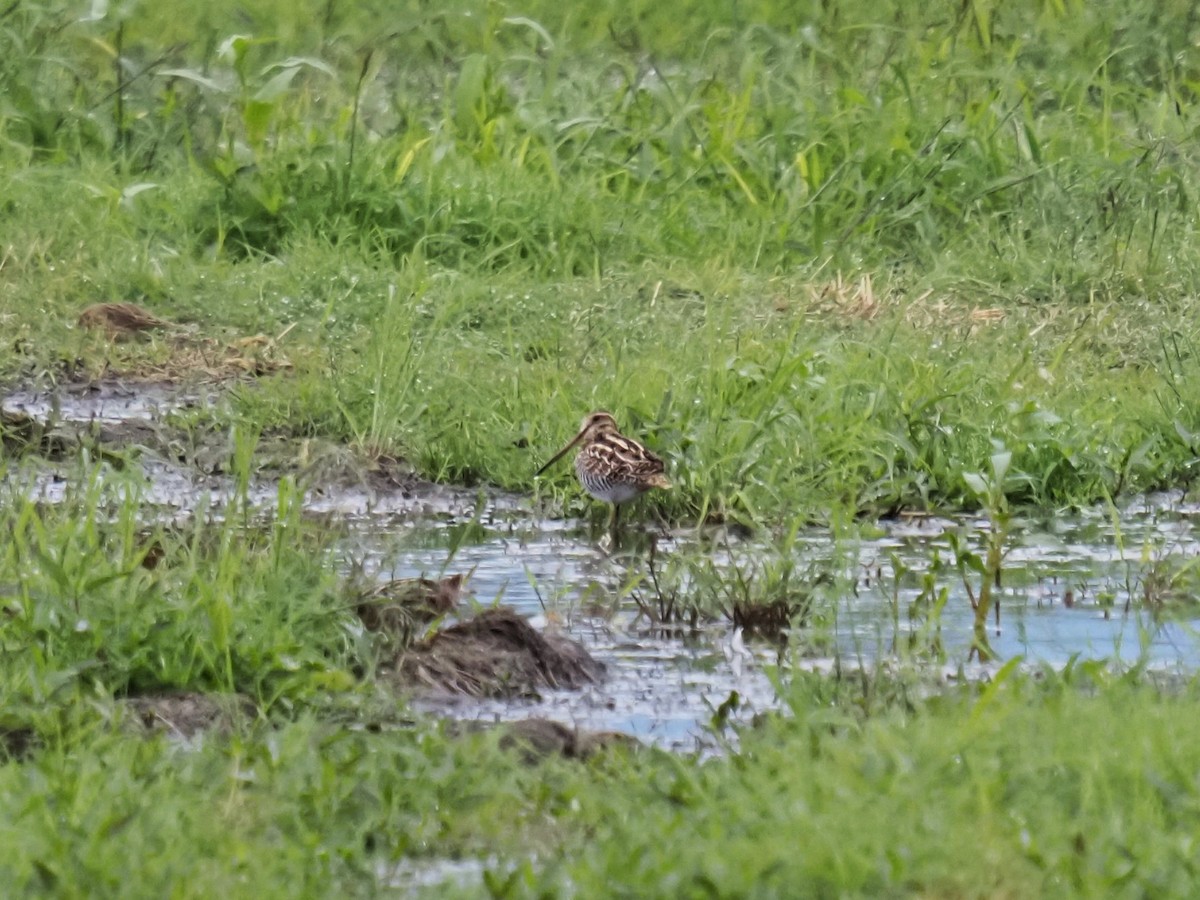 Agachadiza de Wilson - ML645894043