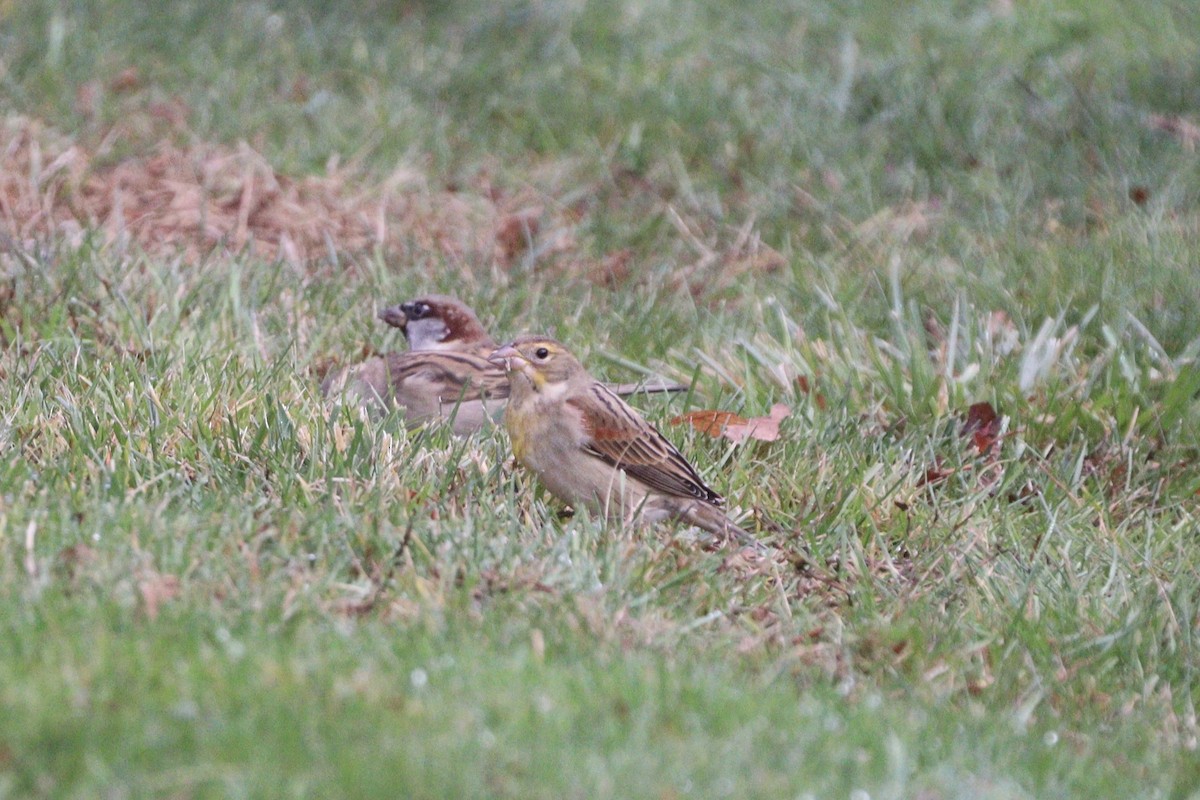Dickcissel - ML645894047