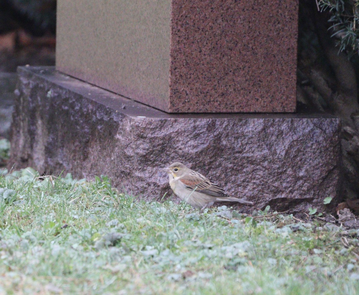 Dickcissel - ML645894049