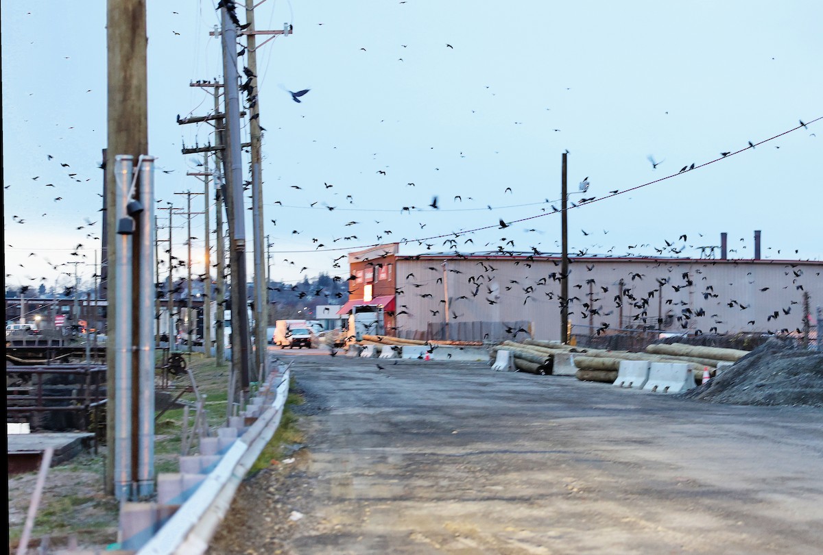 American Crow - ML645894051