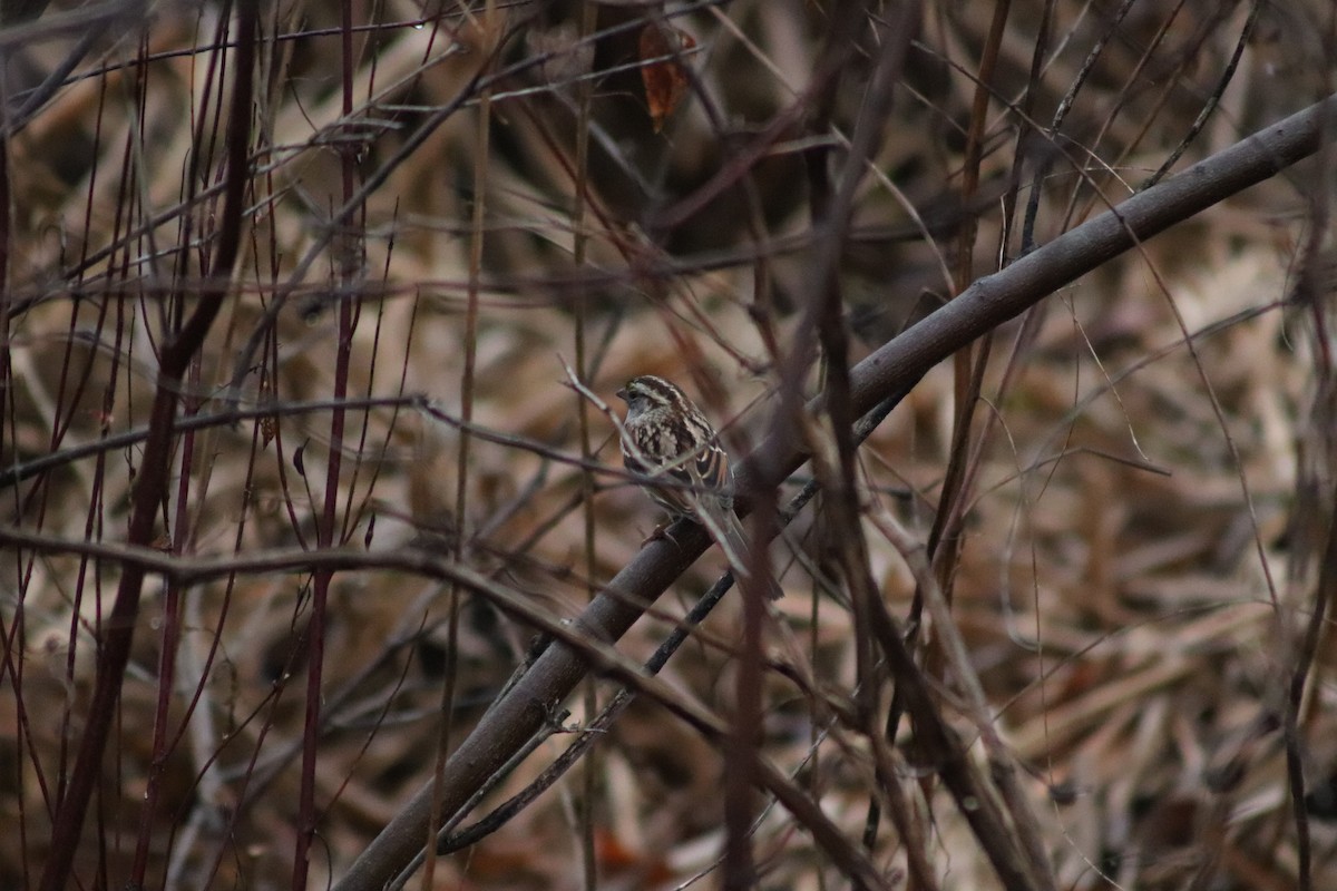 White-throated Sparrow - ML645894052