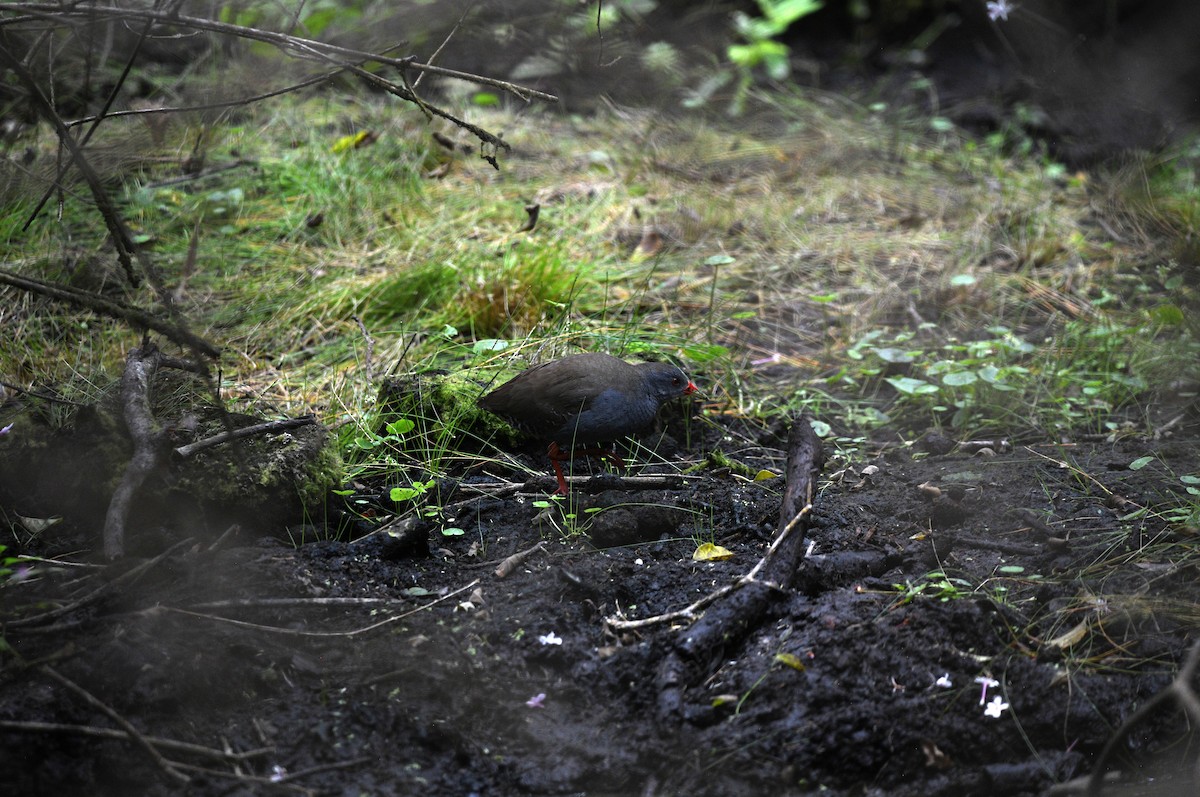 Paint-billed Crake - ML645894068