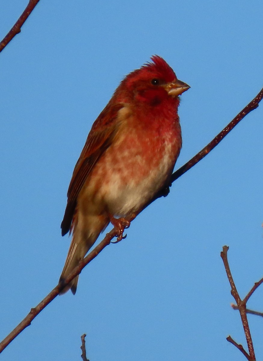 purpurfink - ML645894072