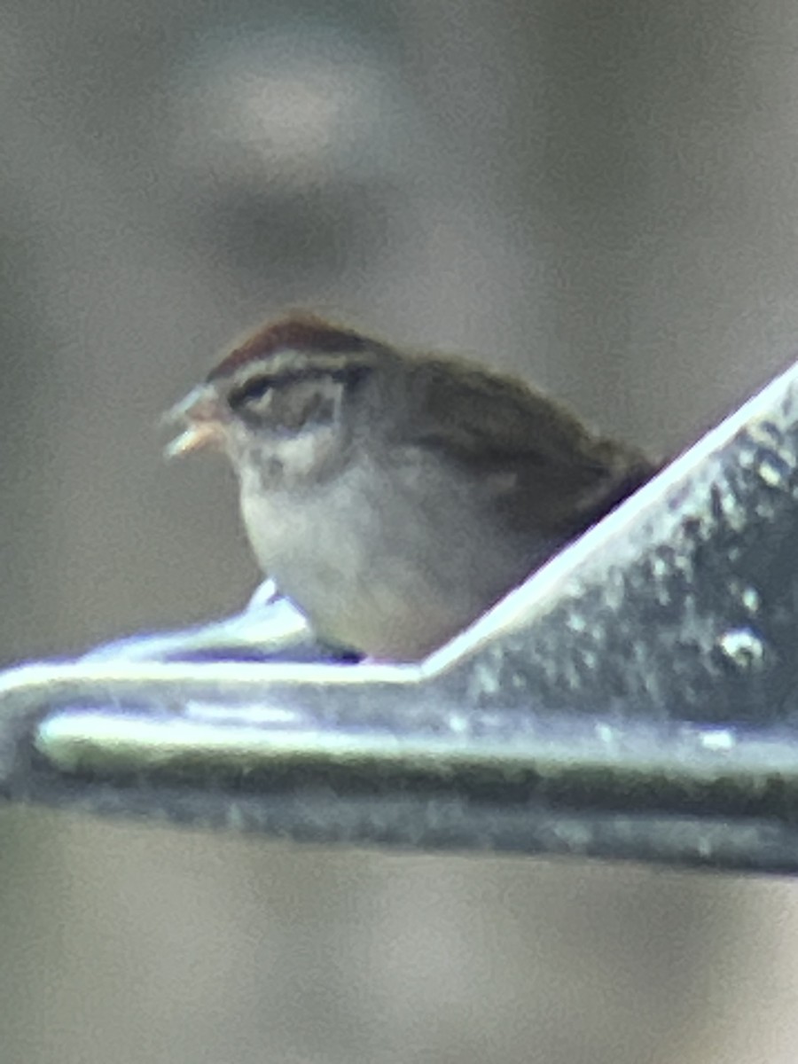 Chipping Sparrow - ML645894073