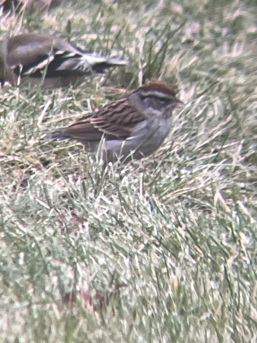 Chipping Sparrow - ML645894074