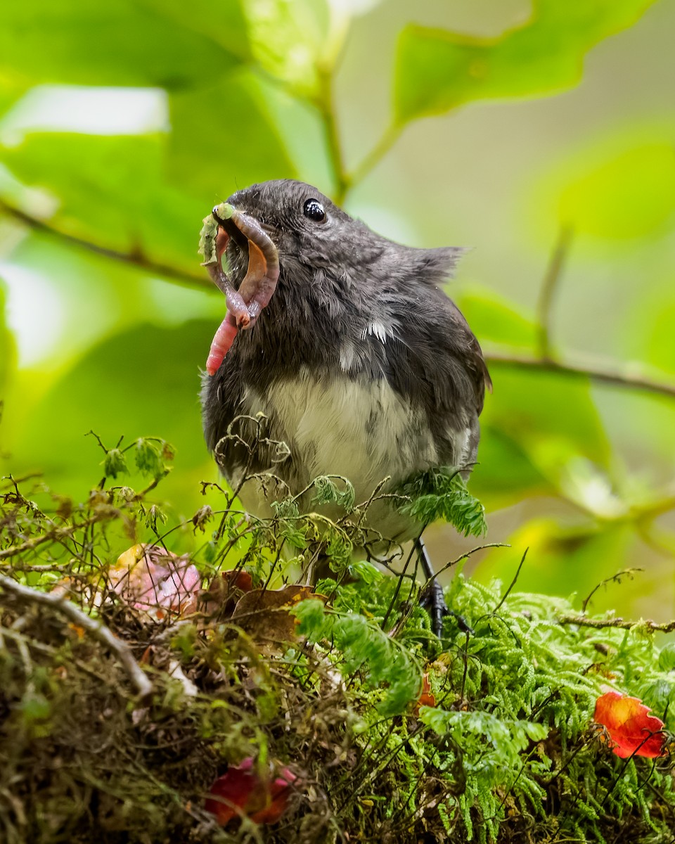 South Island Robin - ML645894080