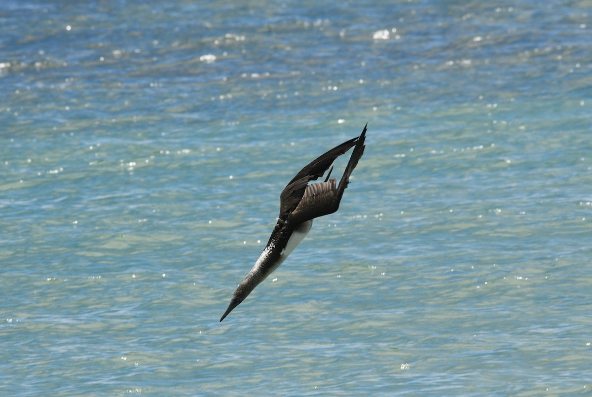 Blue-footed Booby - ML645894081