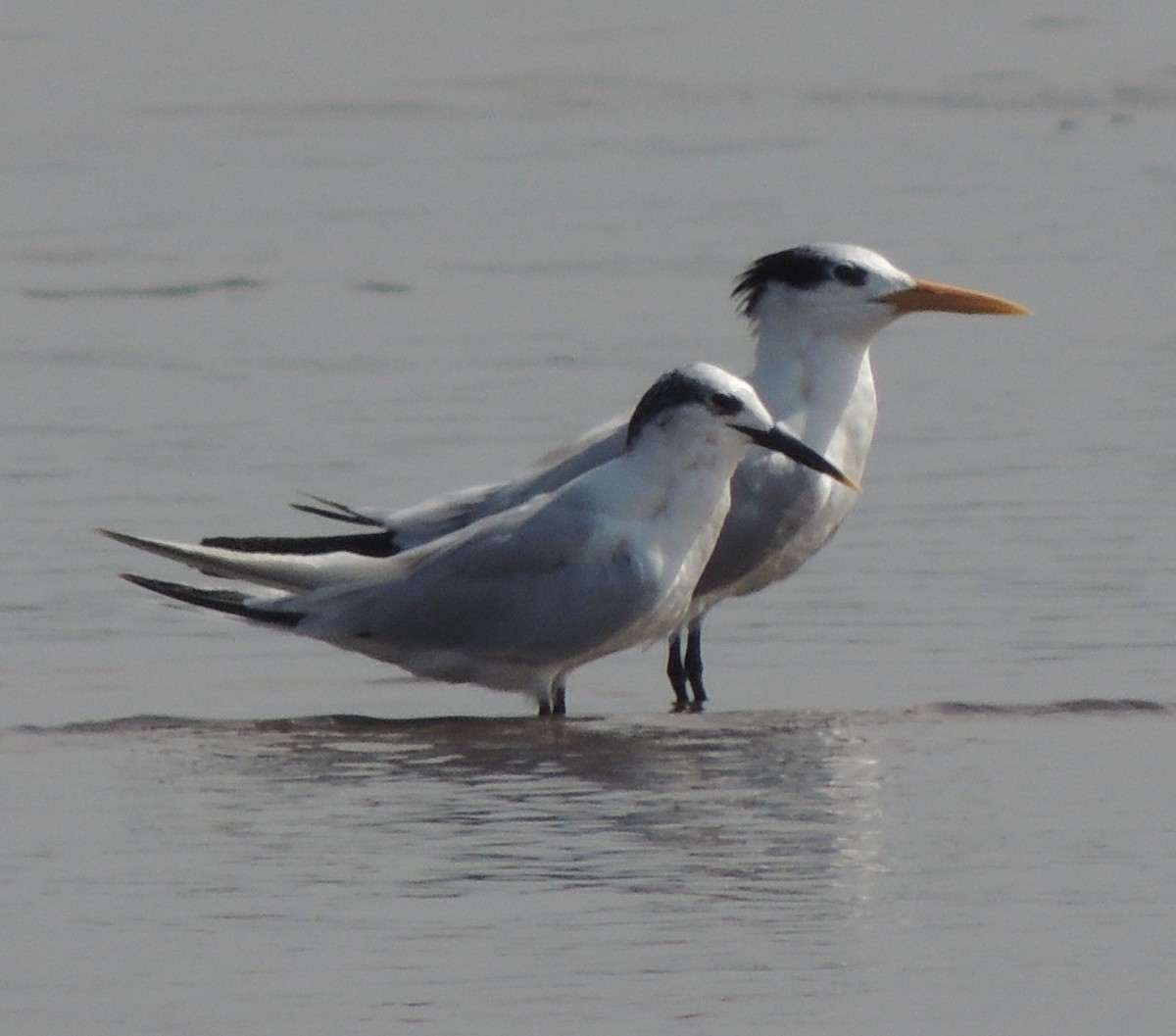 rybák severní - ML645894082