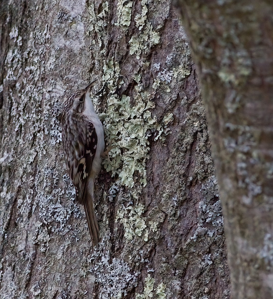 Brown Creeper - ML645894084