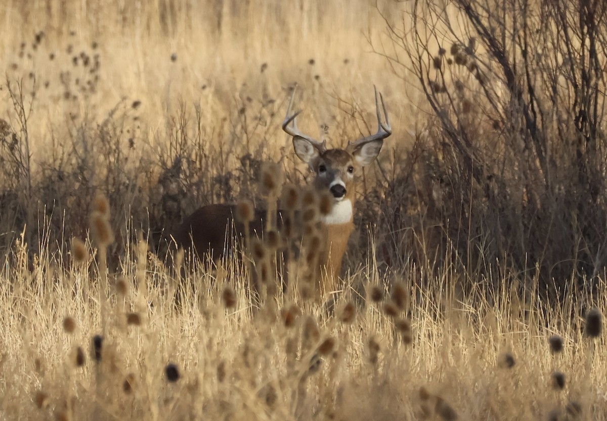 Animals - ML645894085