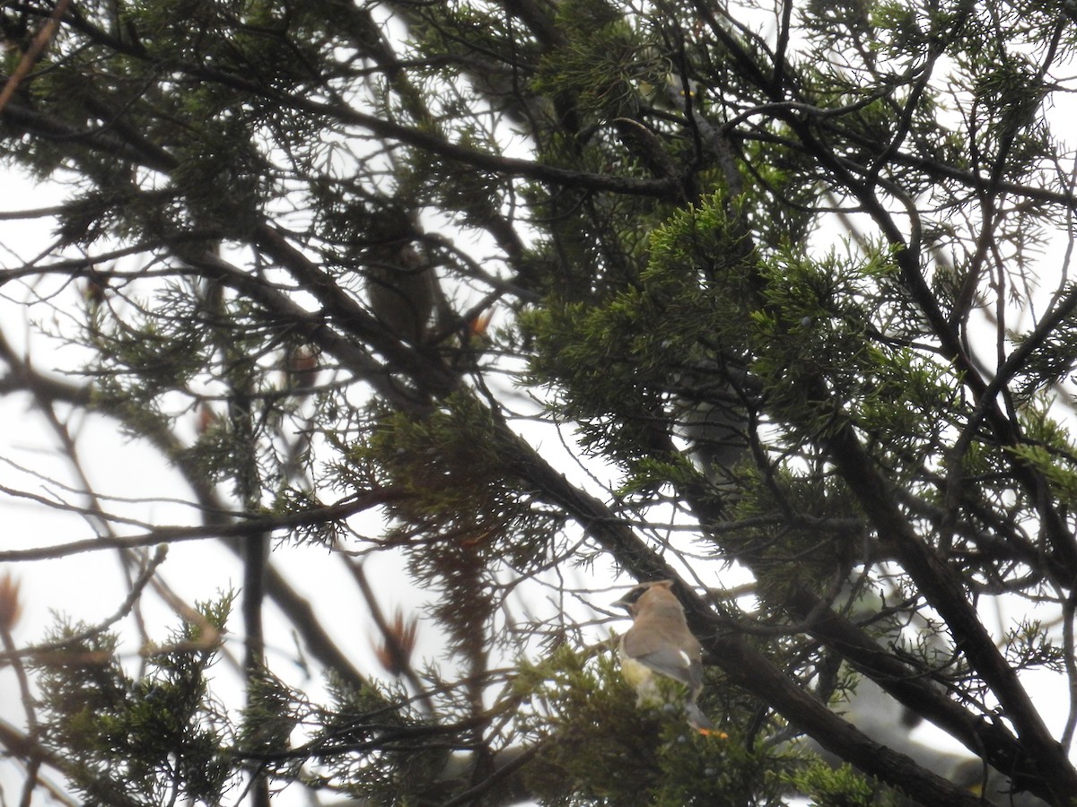 ヒメレンジャク - ML645894087