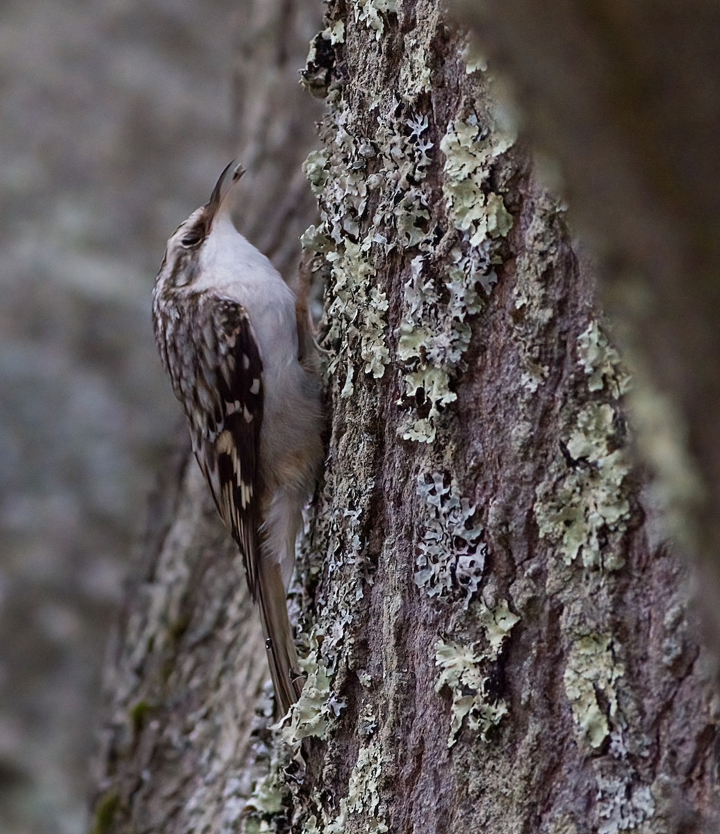 Brown Creeper - ML645894089