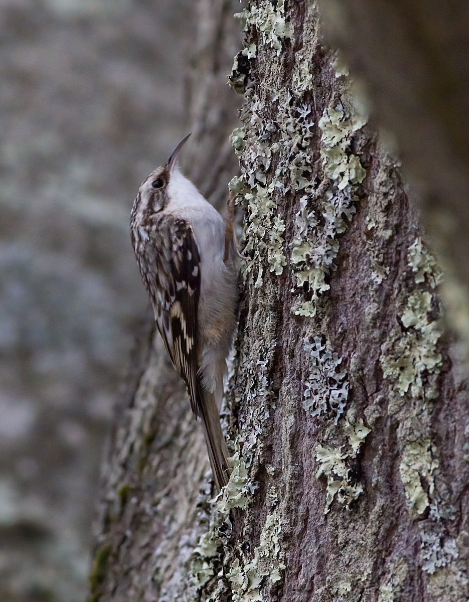 Brown Creeper - ML645894095