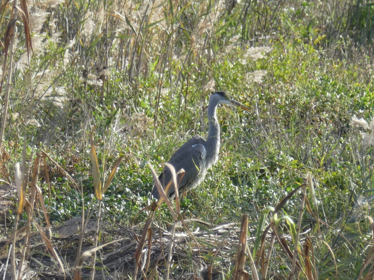 Gray Heron - ML645894104