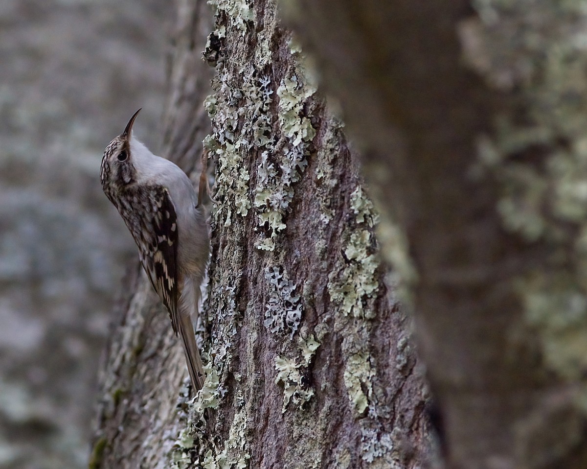 Brown Creeper - ML645894105