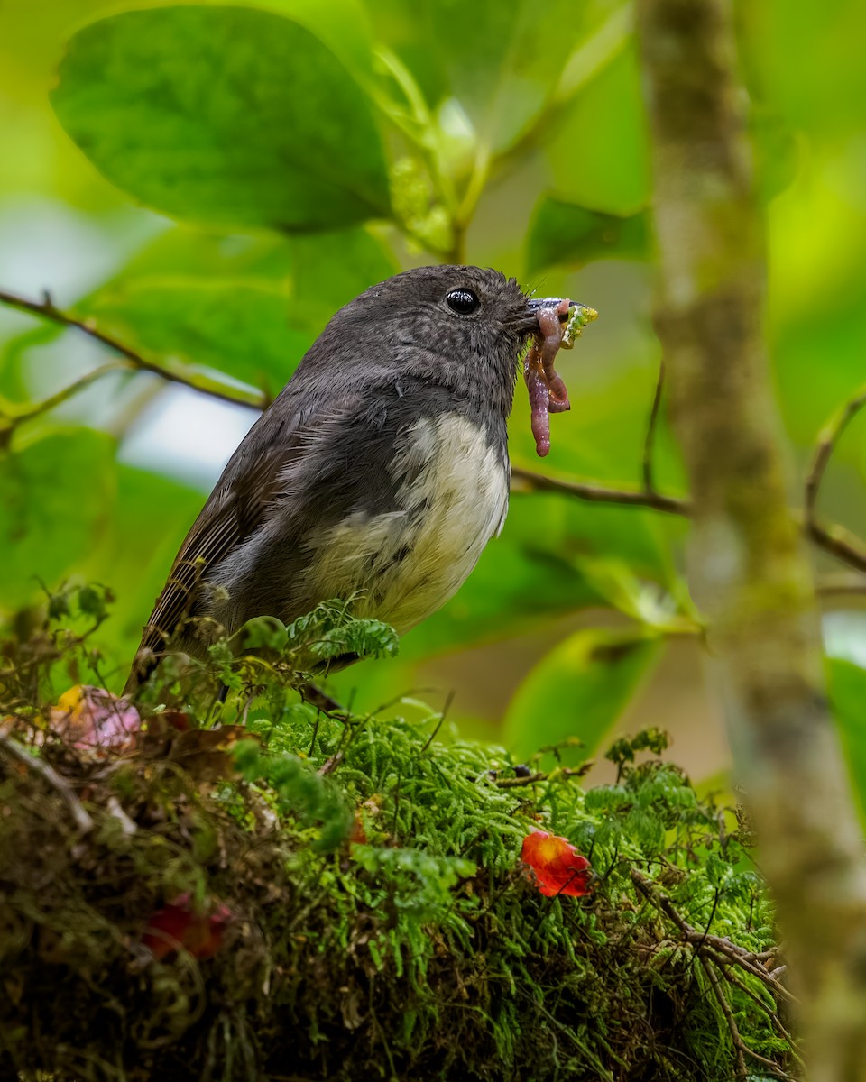 South Island Robin - ML645894106