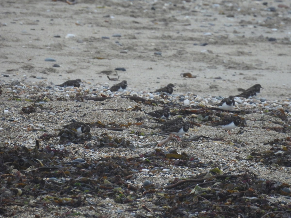 Ruddy Turnstone - ML645894109