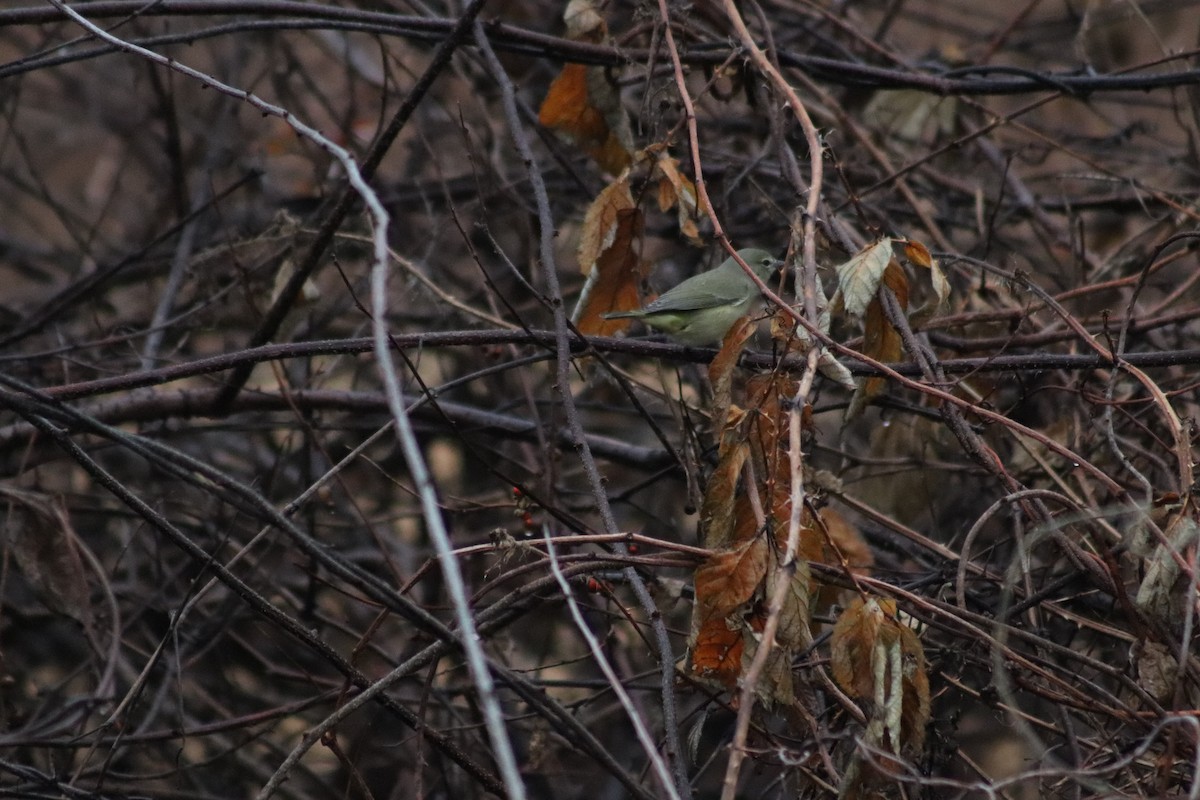 Orange-crowned Warbler - ML645894110