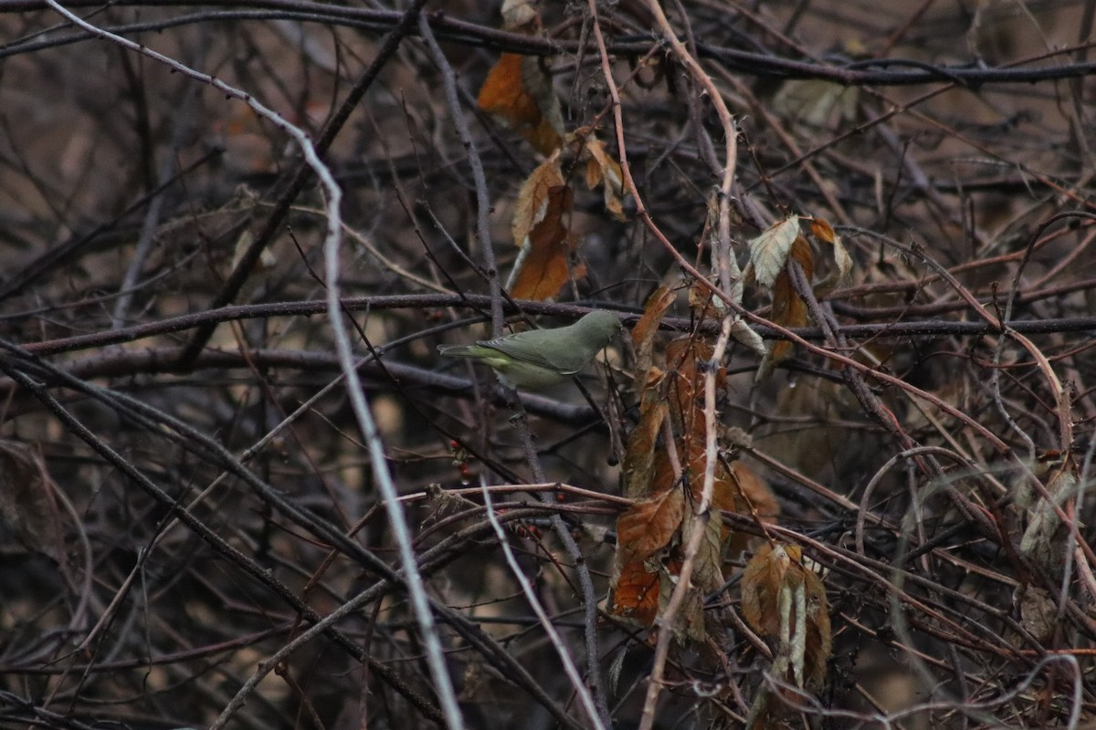 Orange-crowned Warbler - ML645894111