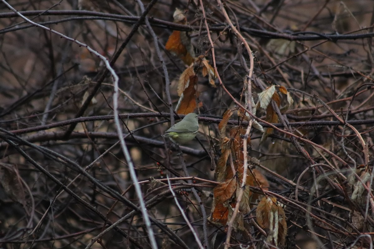 Orange-crowned Warbler - ML645894112
