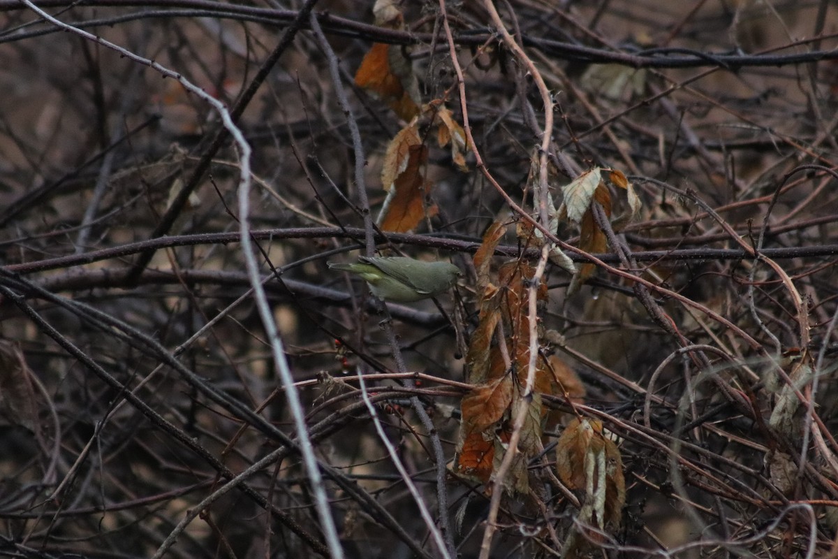 Orange-crowned Warbler - ML645894113